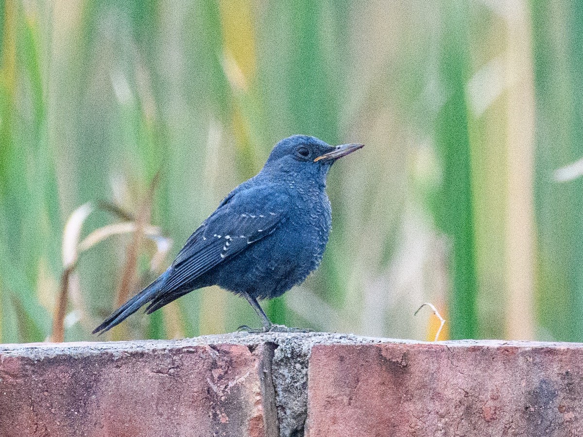 Passero solitario - ML646294464