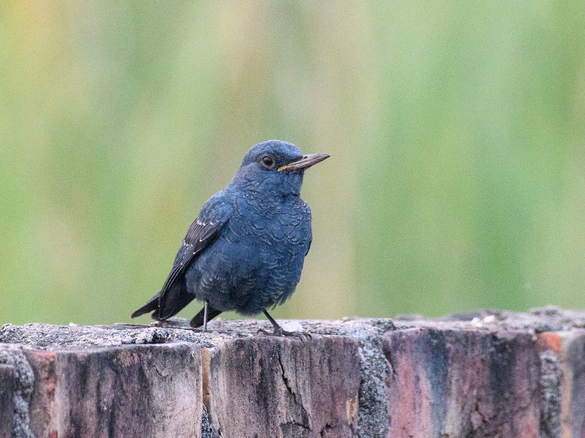 Passero solitario - ML646294466