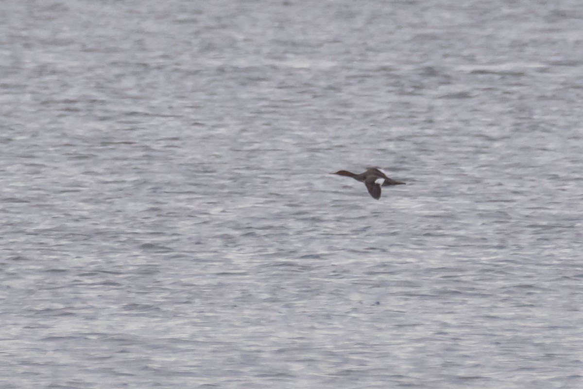 Длинноносый крохаль - ML646294467