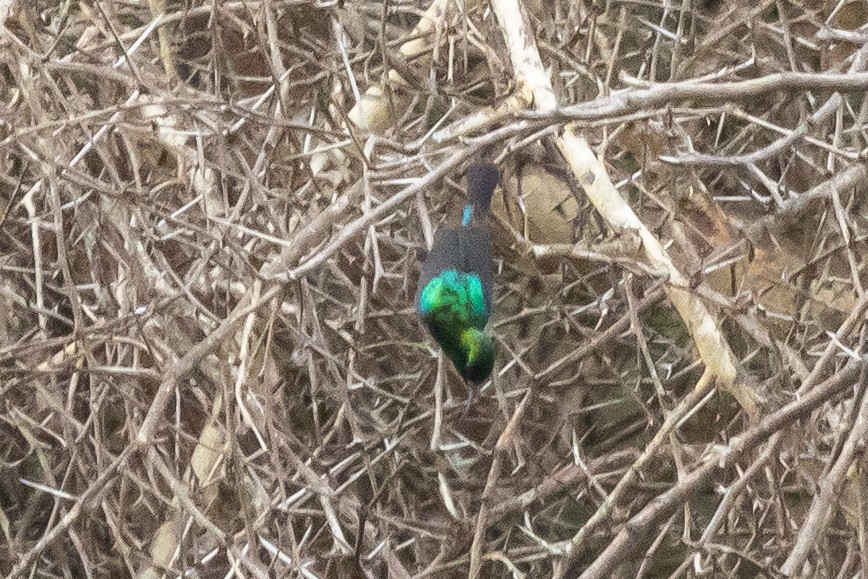 Marico Sunbird - ML646294468