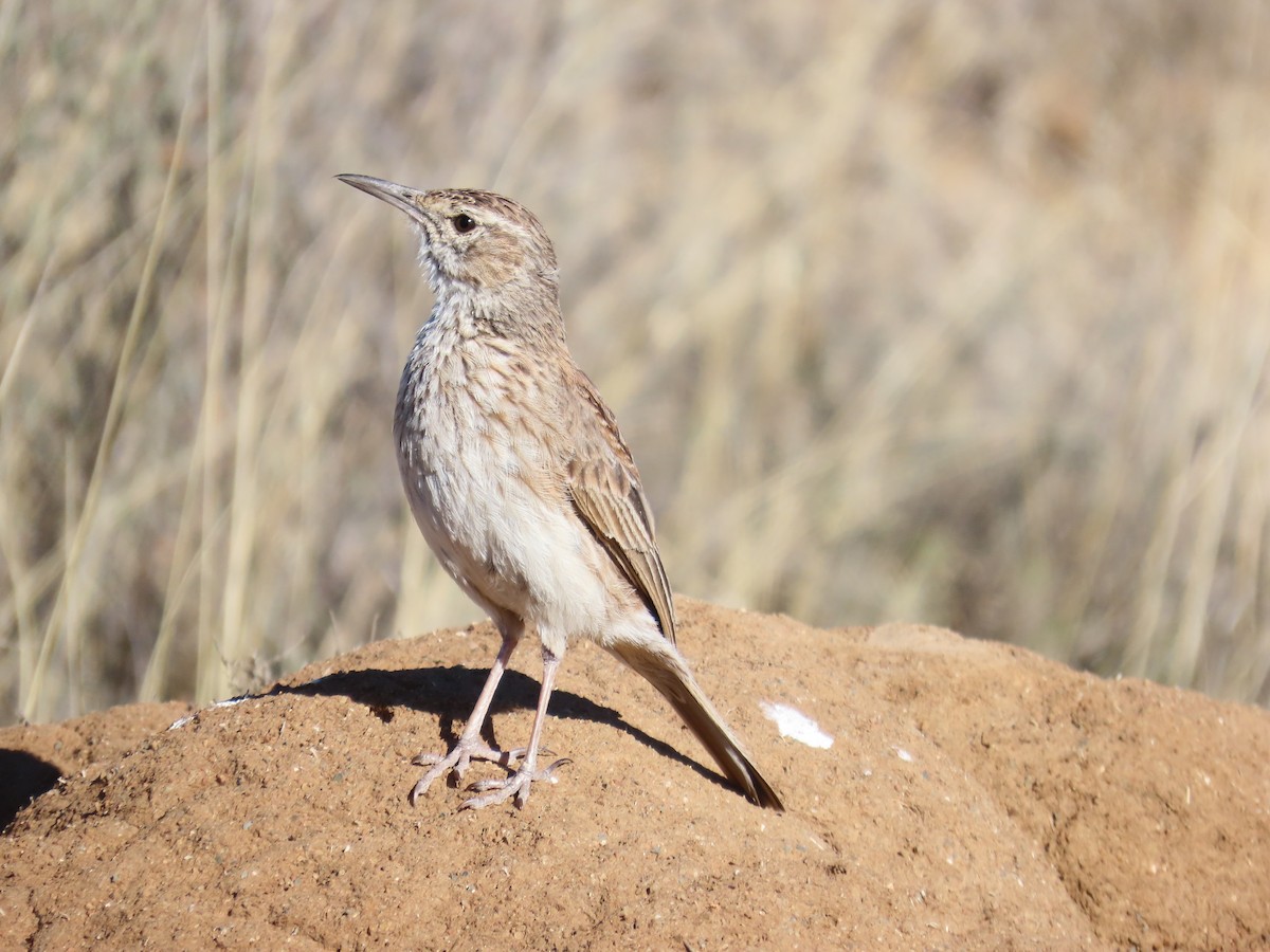 Зулусский жаворонок - ML646294469