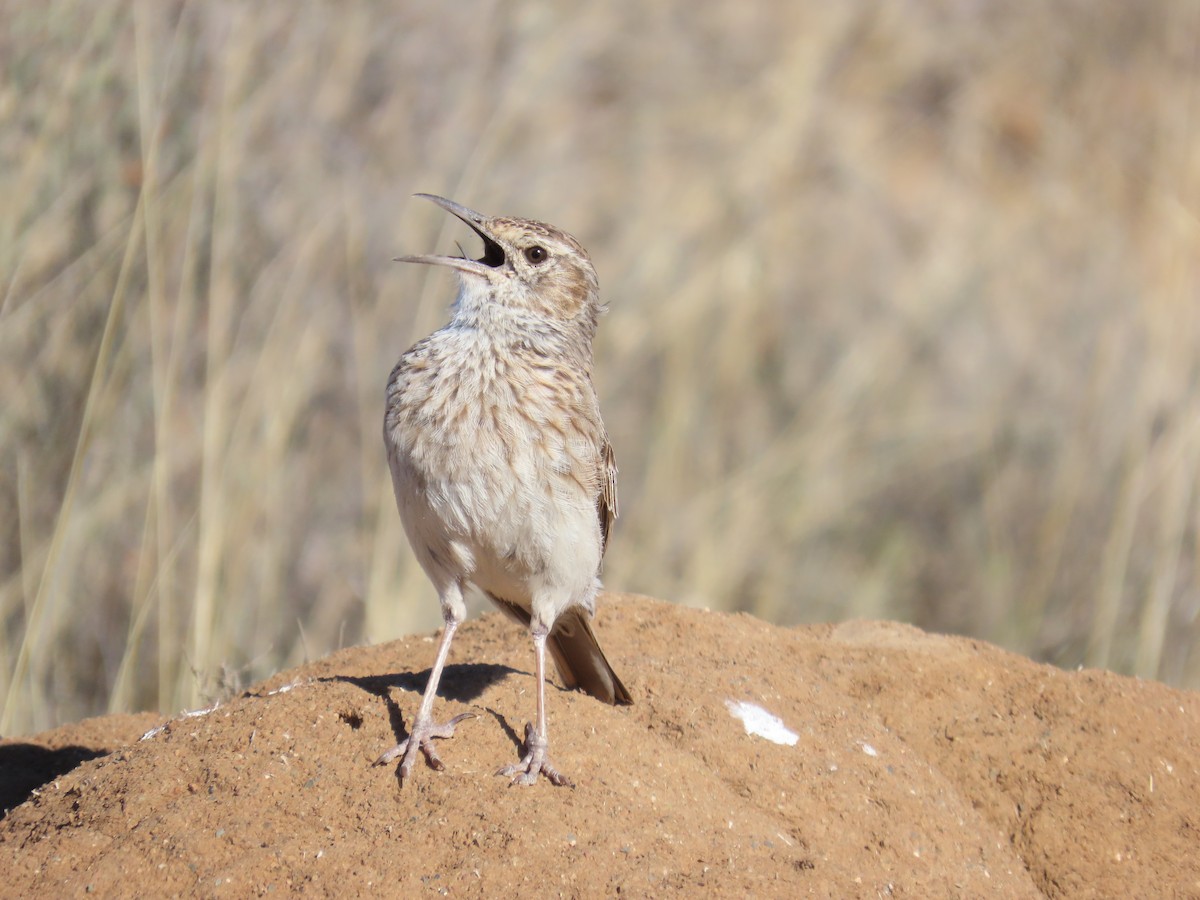 Зулусский жаворонок - ML646294470