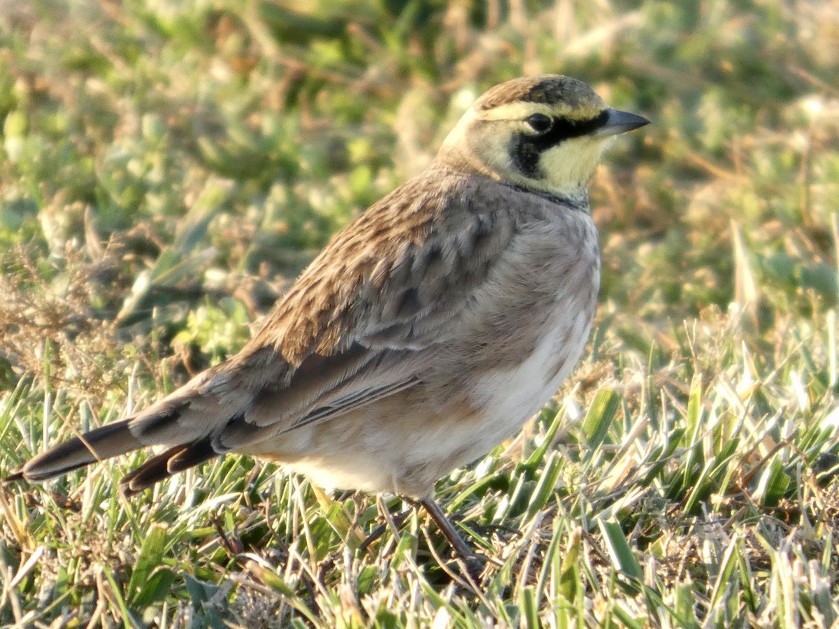 Horned Lark - ML646294472