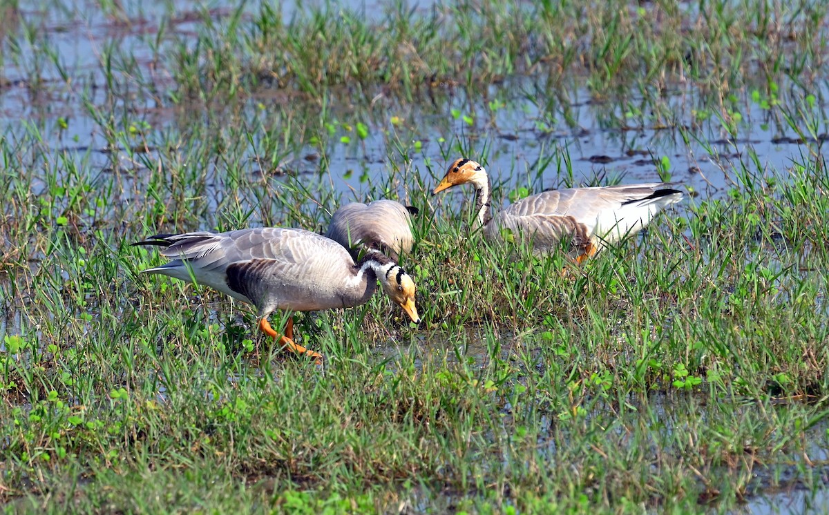 Гуска гірська - ML646294474