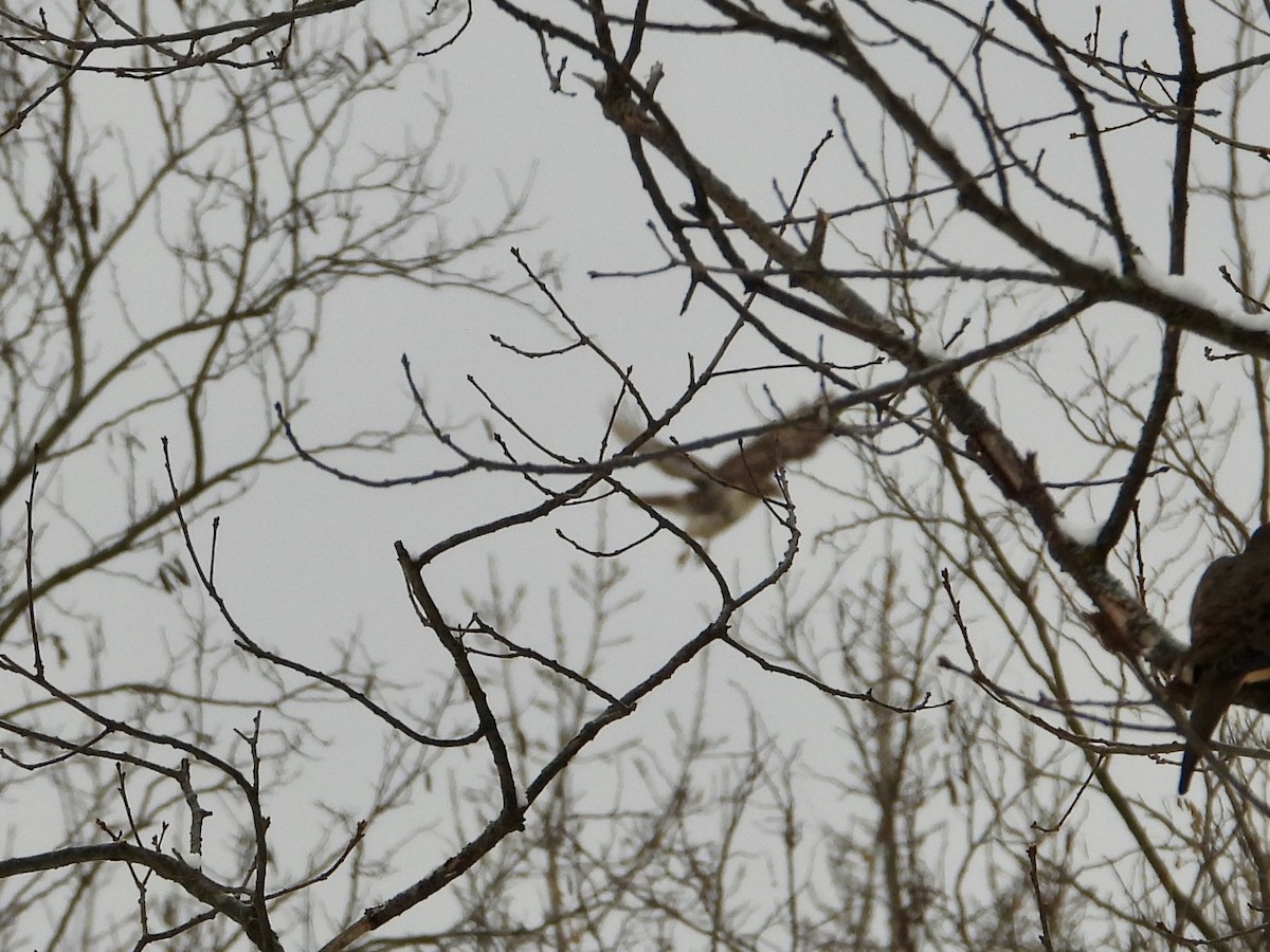 Busardo Colirrojo - ML646294477