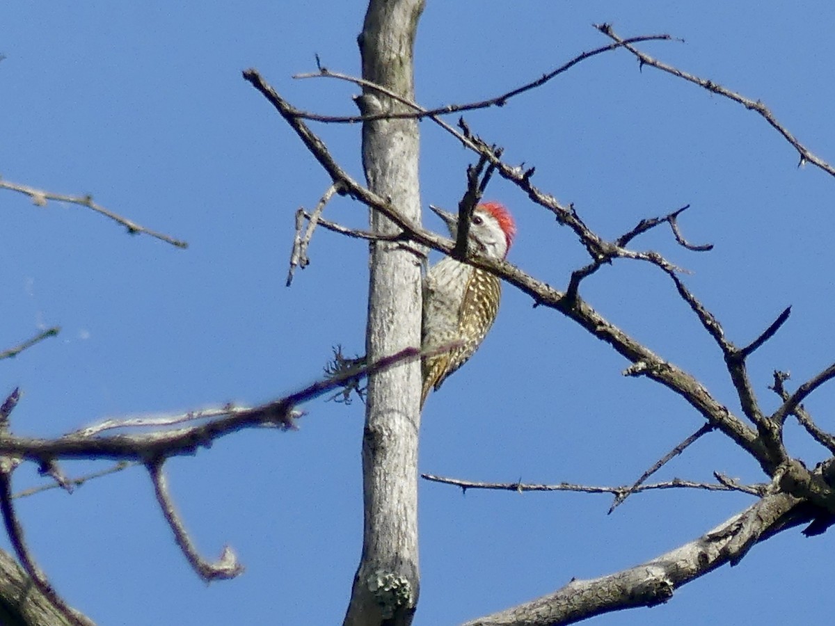 Cardinal Woodpecker - ML646294478