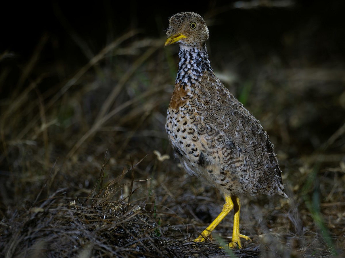 Plains-wanderer - ML646294479