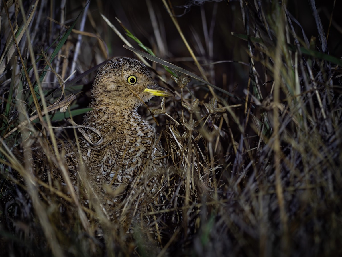 Plains-wanderer - ML646294480