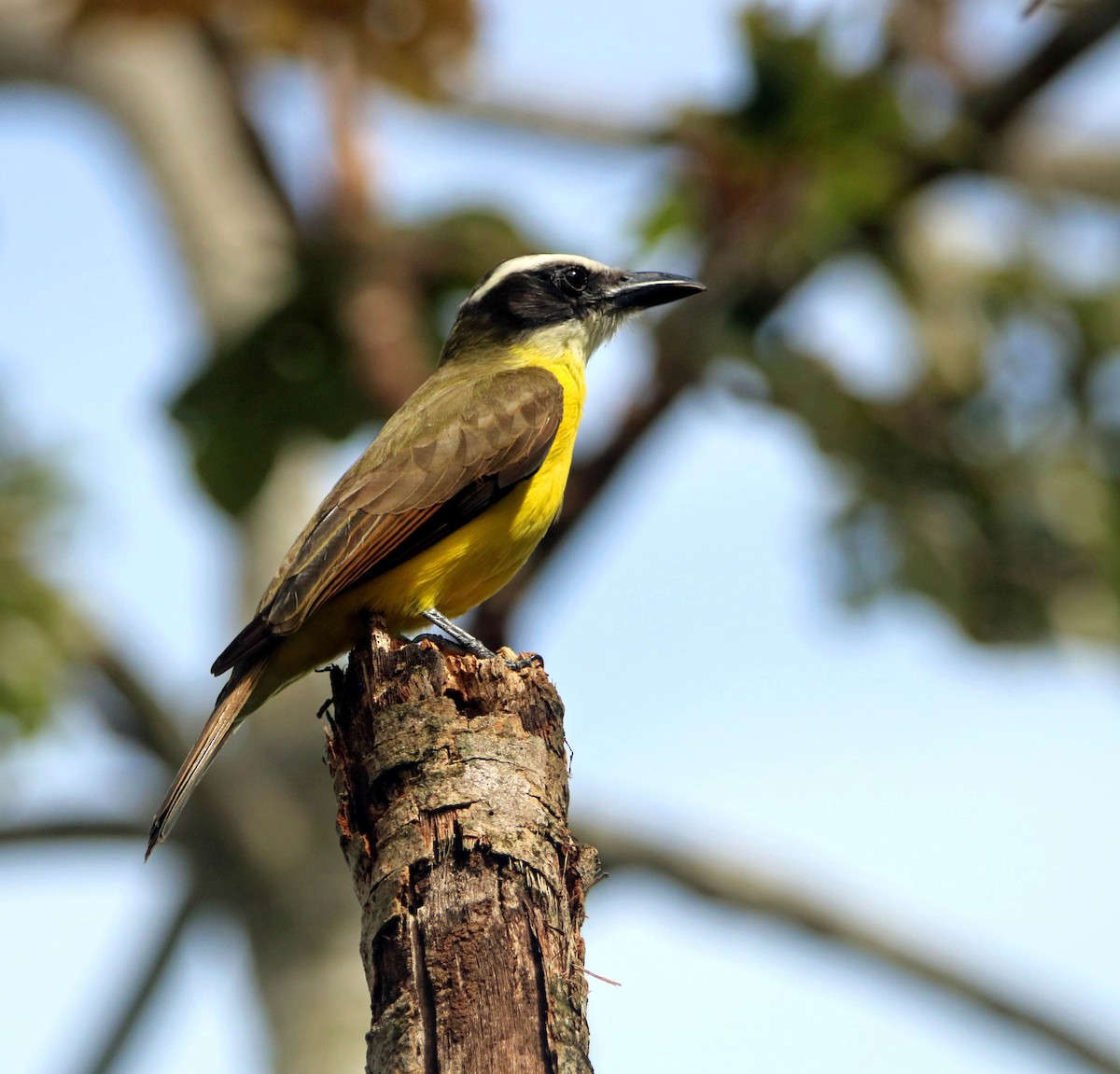 オオハシタイランチョウ - ML646294481