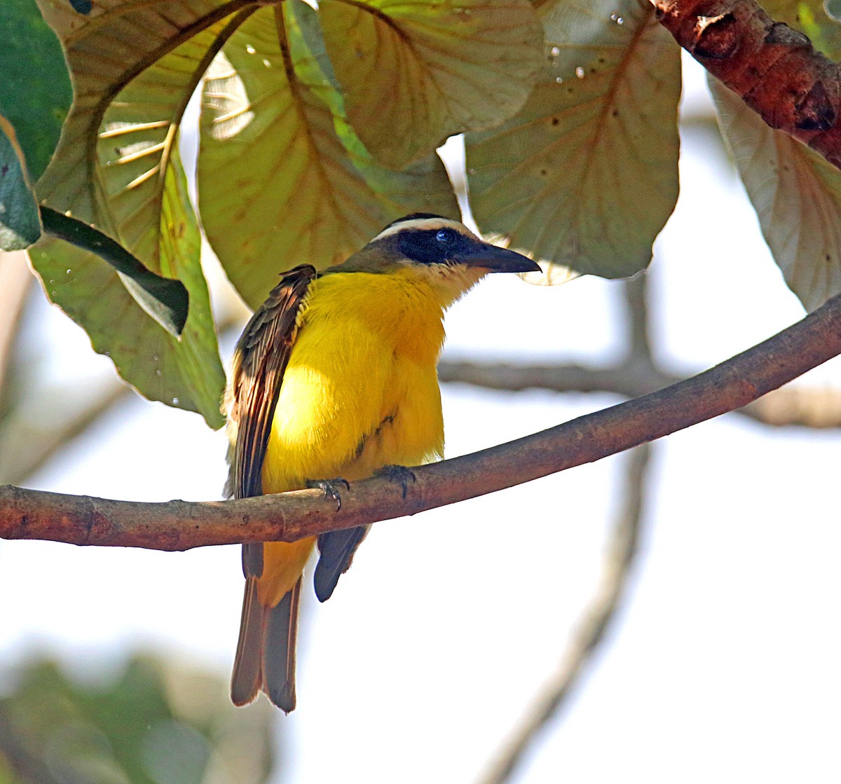オオハシタイランチョウ - ML646294482