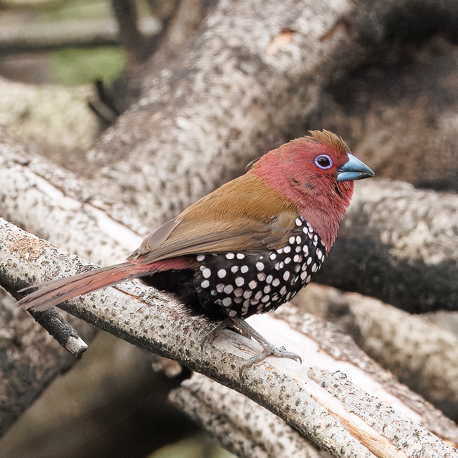 Розовогрудый жемчужник - ML646294485