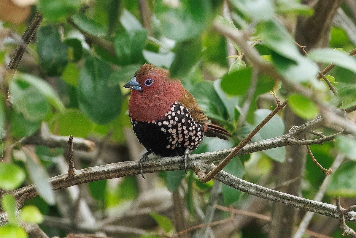 Розовогрудый жемчужник - ML646294488