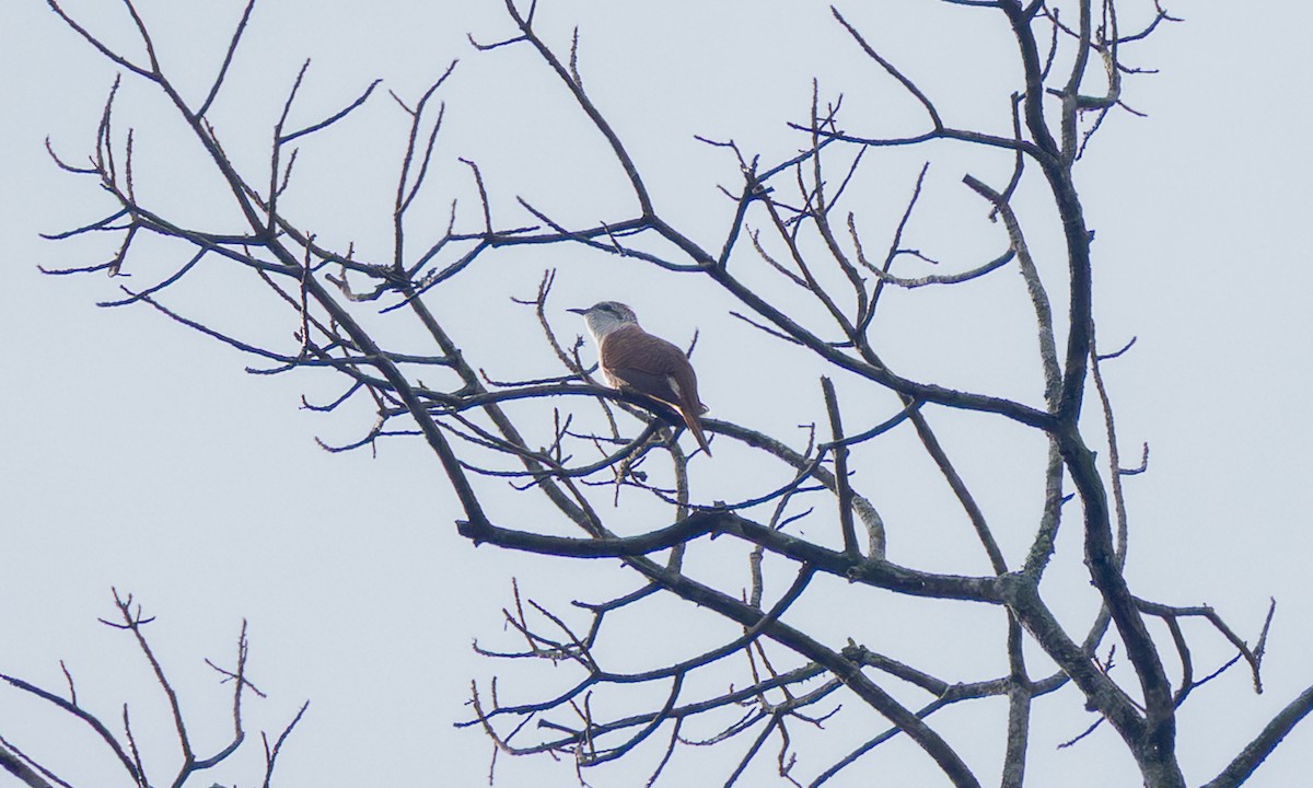 Полосатая кукушка - ML646294489