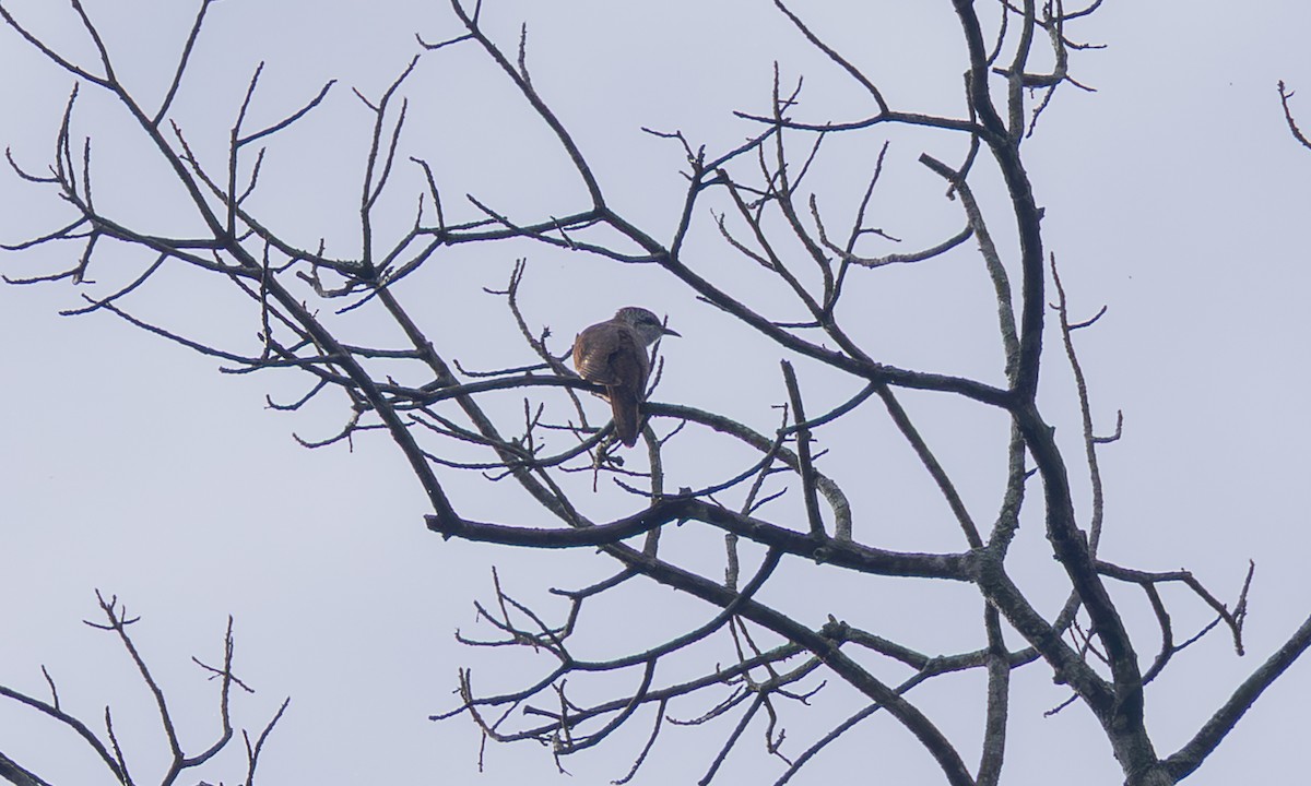 Полосатая кукушка - ML646294490