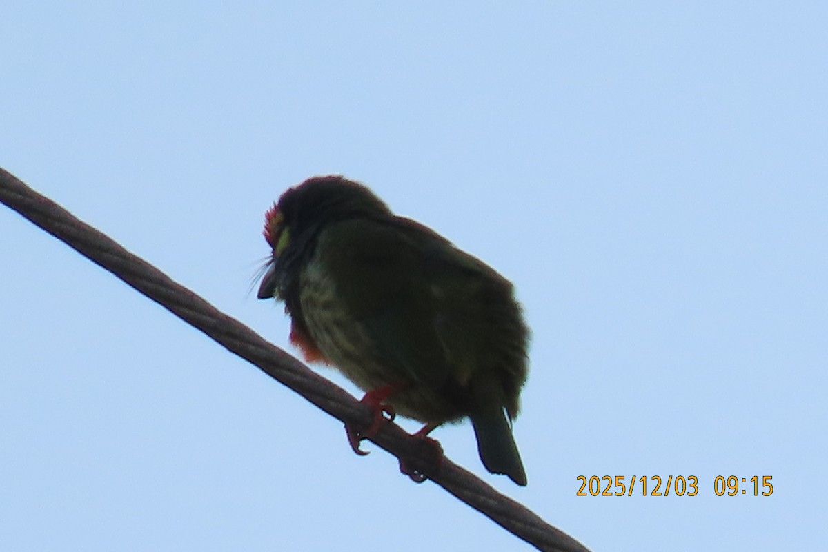 Краснолобый бородастик - ML646294492