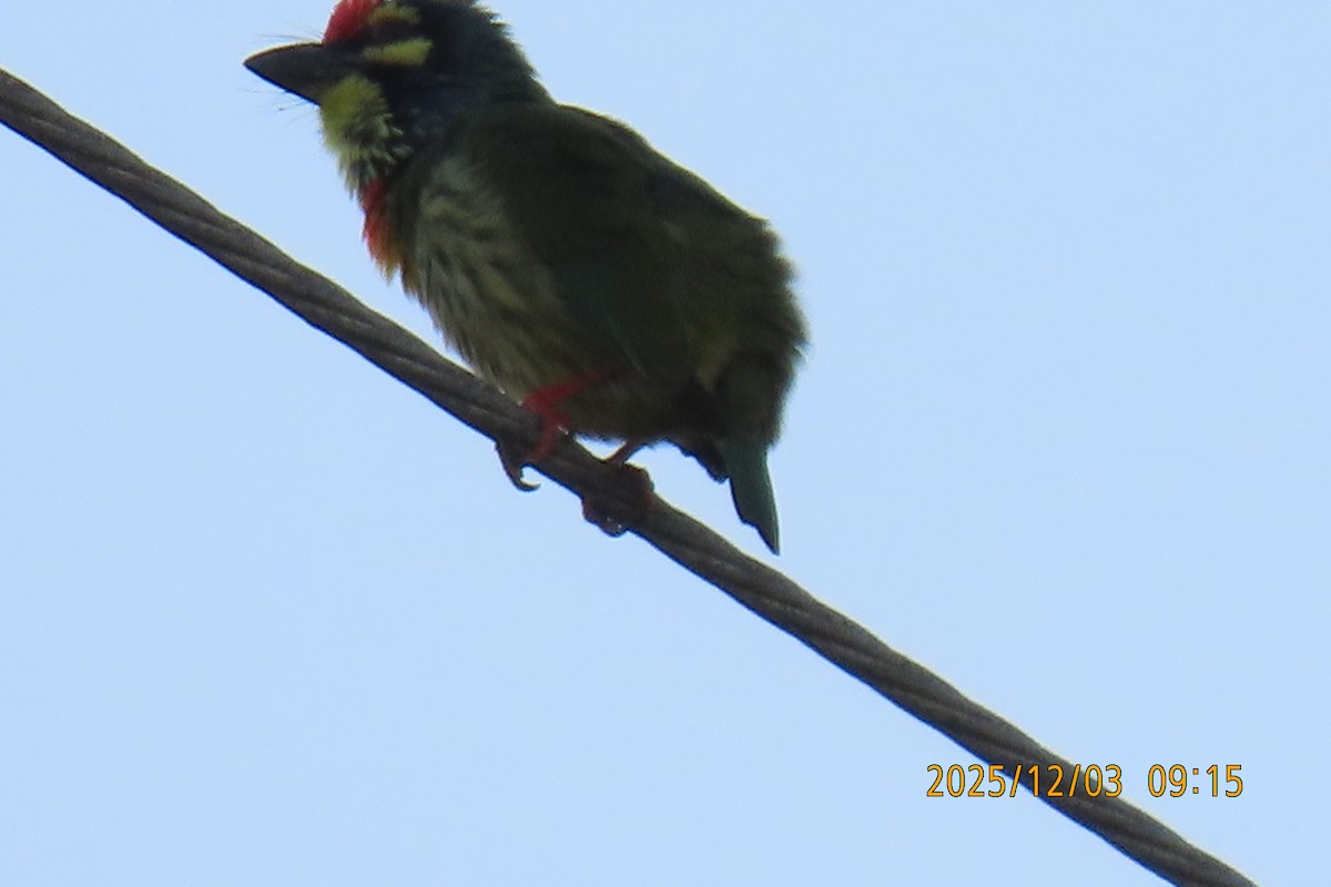 Краснолобый бородастик - ML646294493