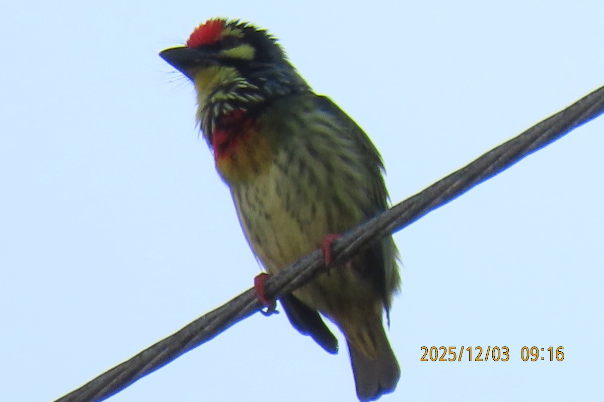 Краснолобый бородастик - ML646294494