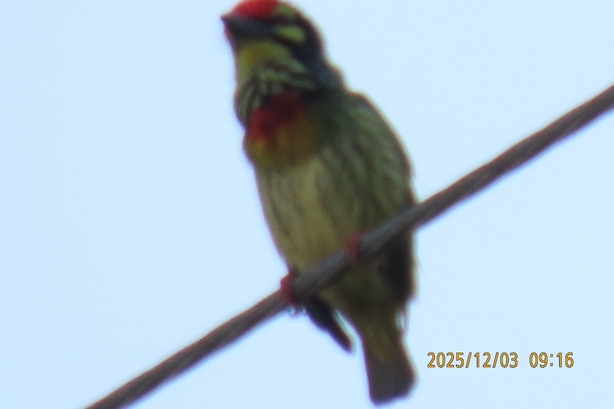 Краснолобый бородастик - ML646294495