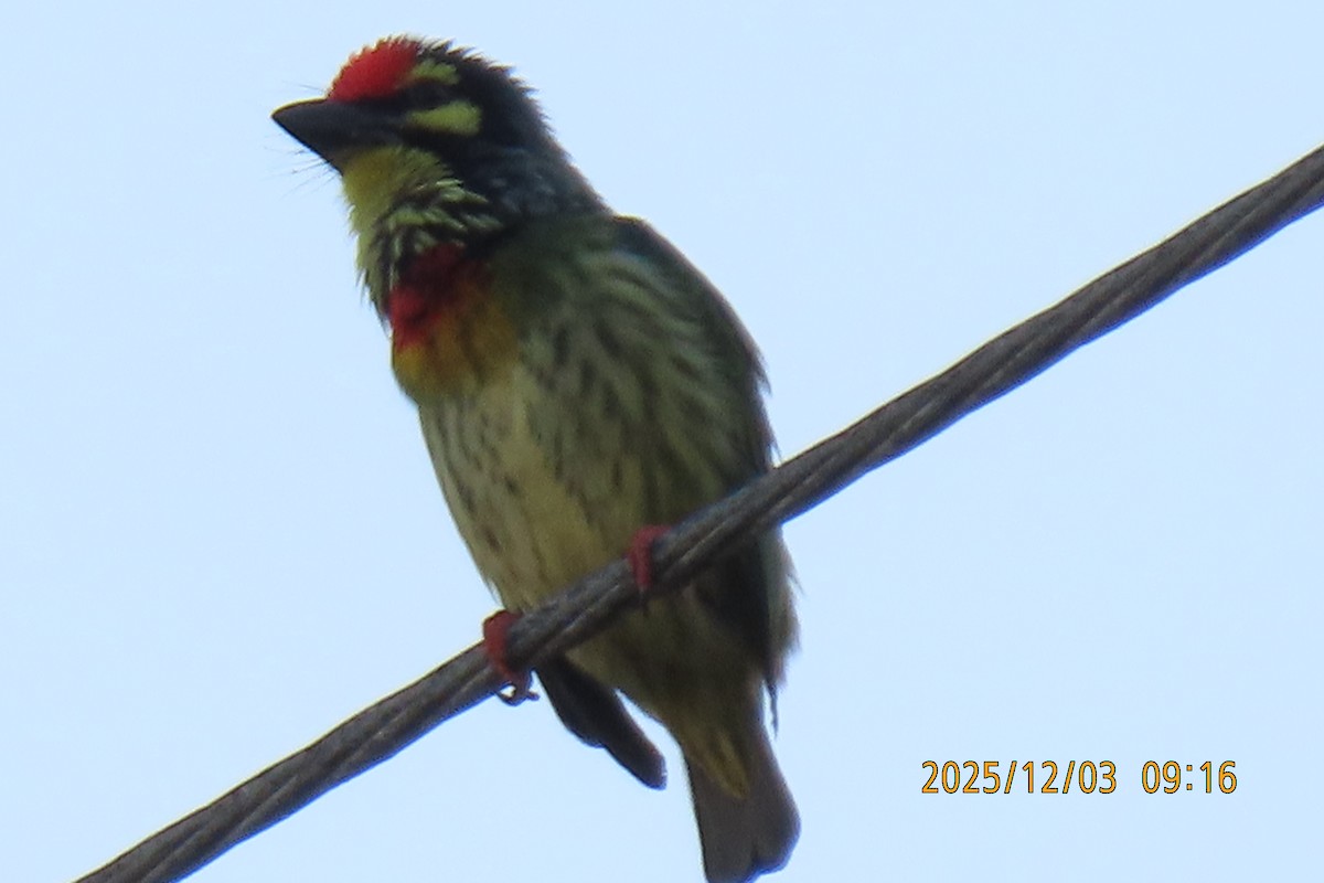 Краснолобый бородастик - ML646294496