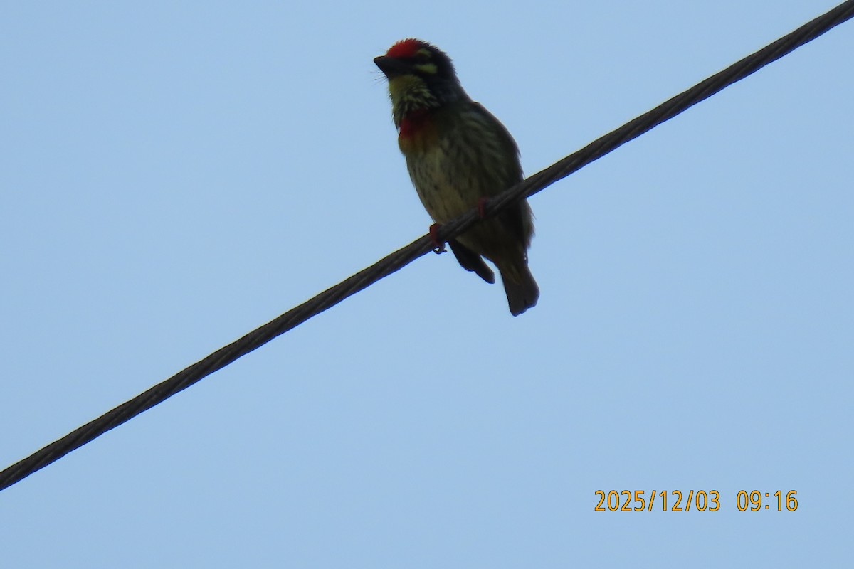 Краснолобый бородастик - ML646294497