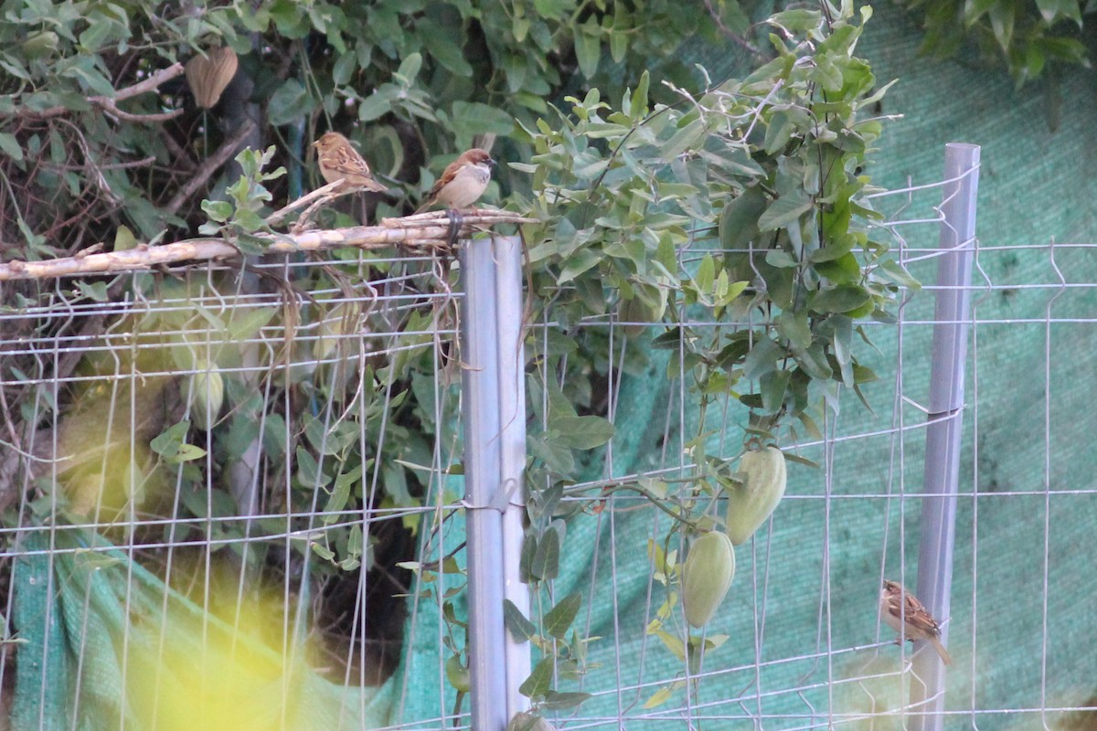 Домовый воробей - ML646294498