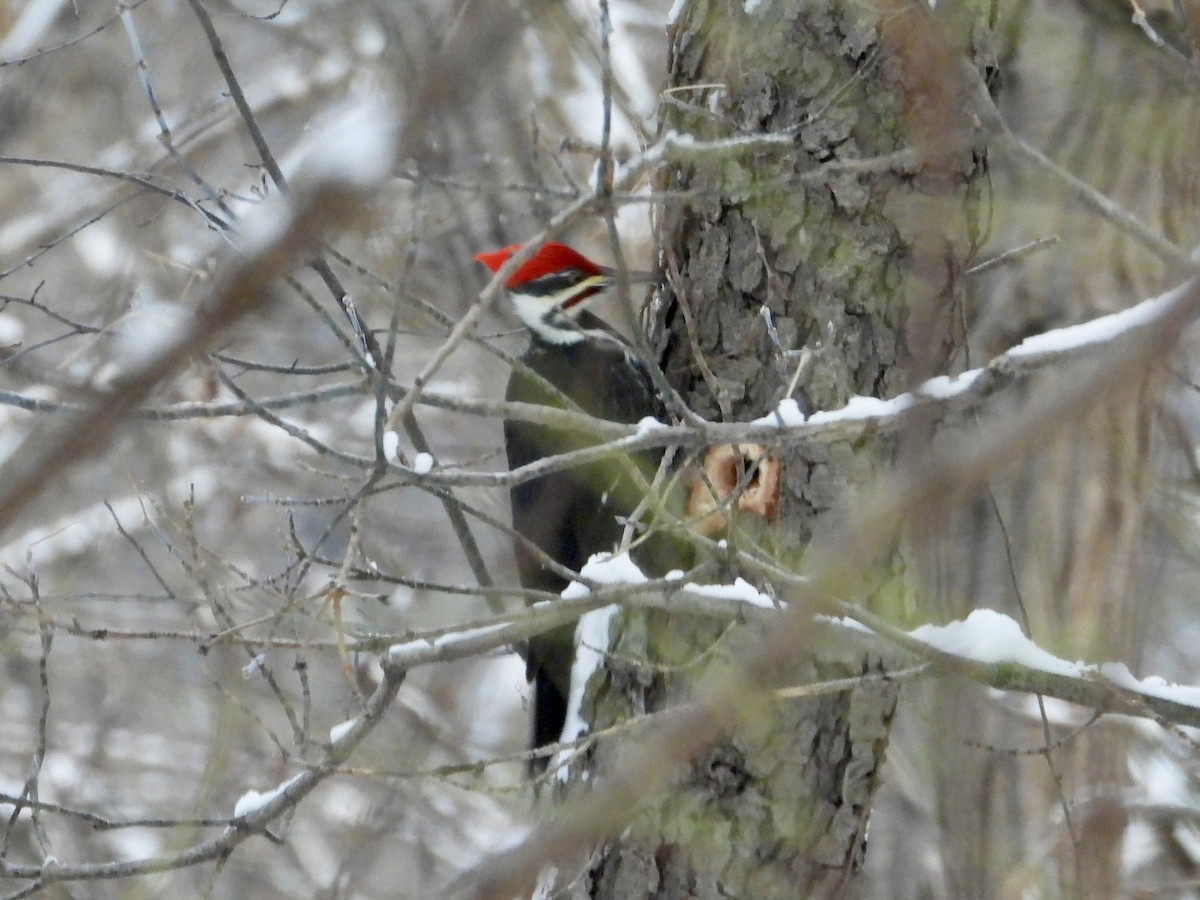 Хохлатая желна - ML646294499