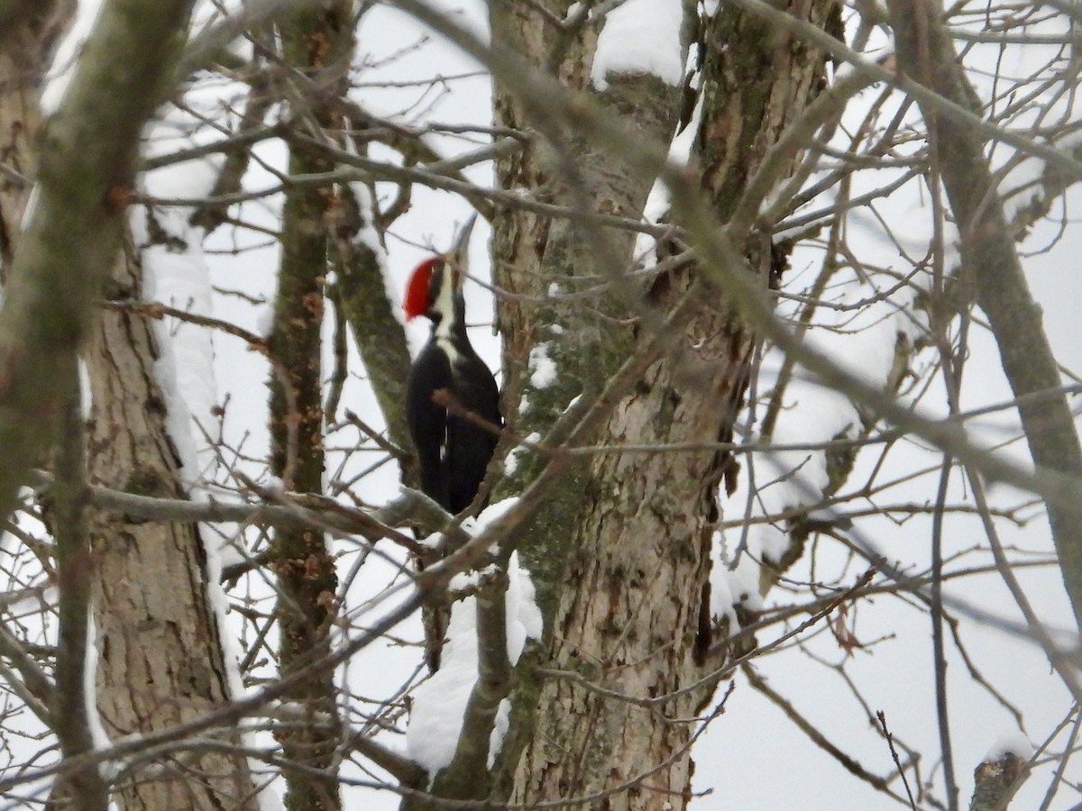 Хохлатая желна - ML646294500