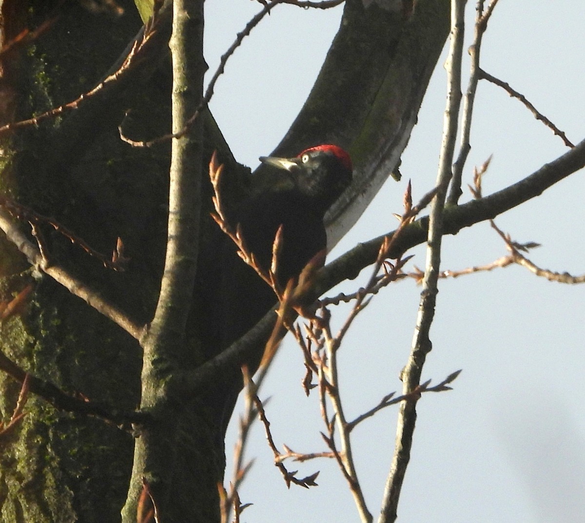 Желна - ML646294501