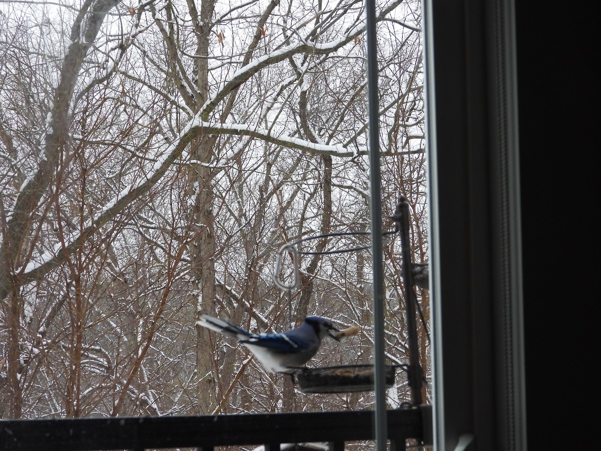 Голубая сойка - ML646294502