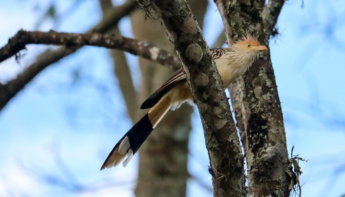 Гуира - ML646294503