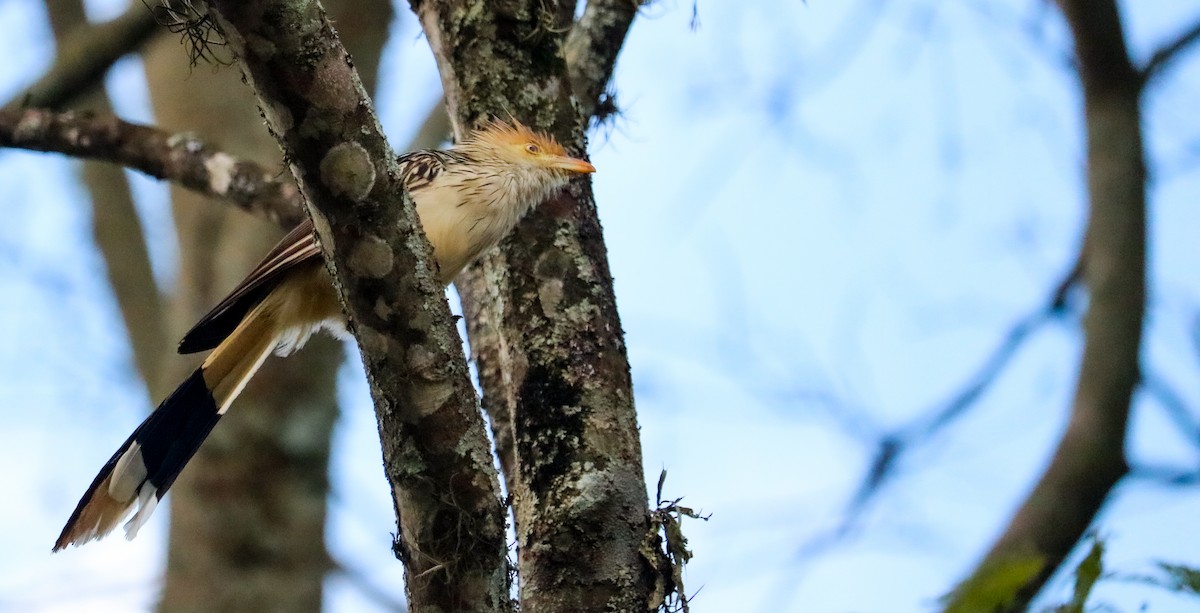 Гуира - ML646294504