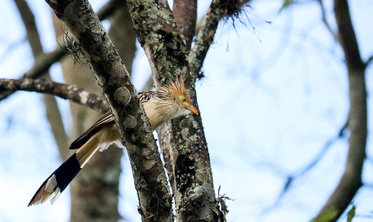 Гуира - ML646294506