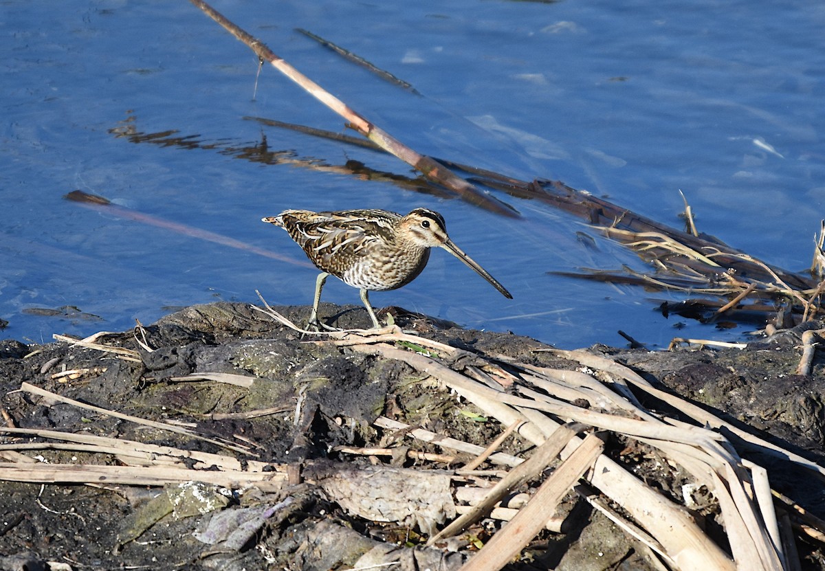 Бекас - ML646294507