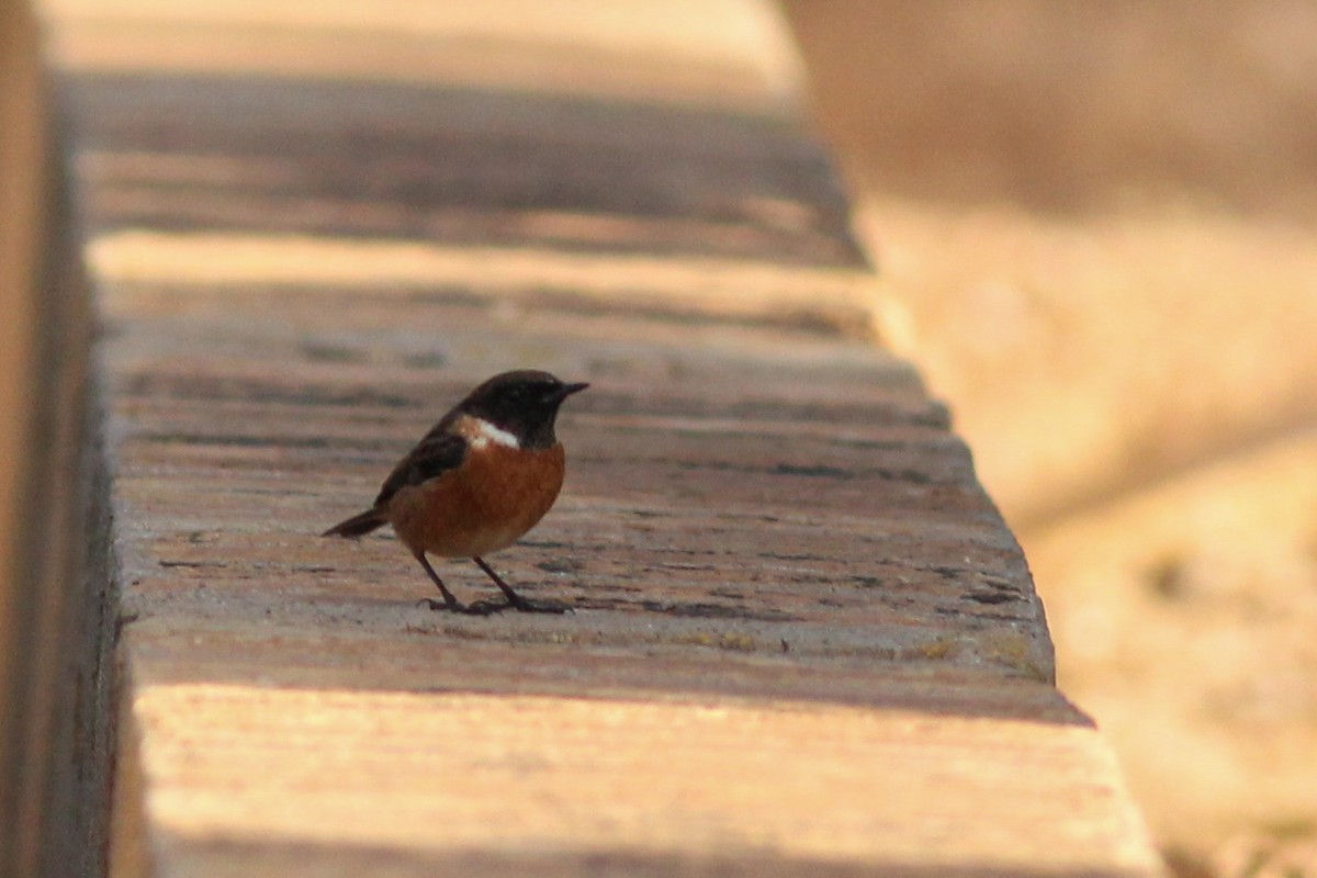 Черноголовый чекан - ML646294508