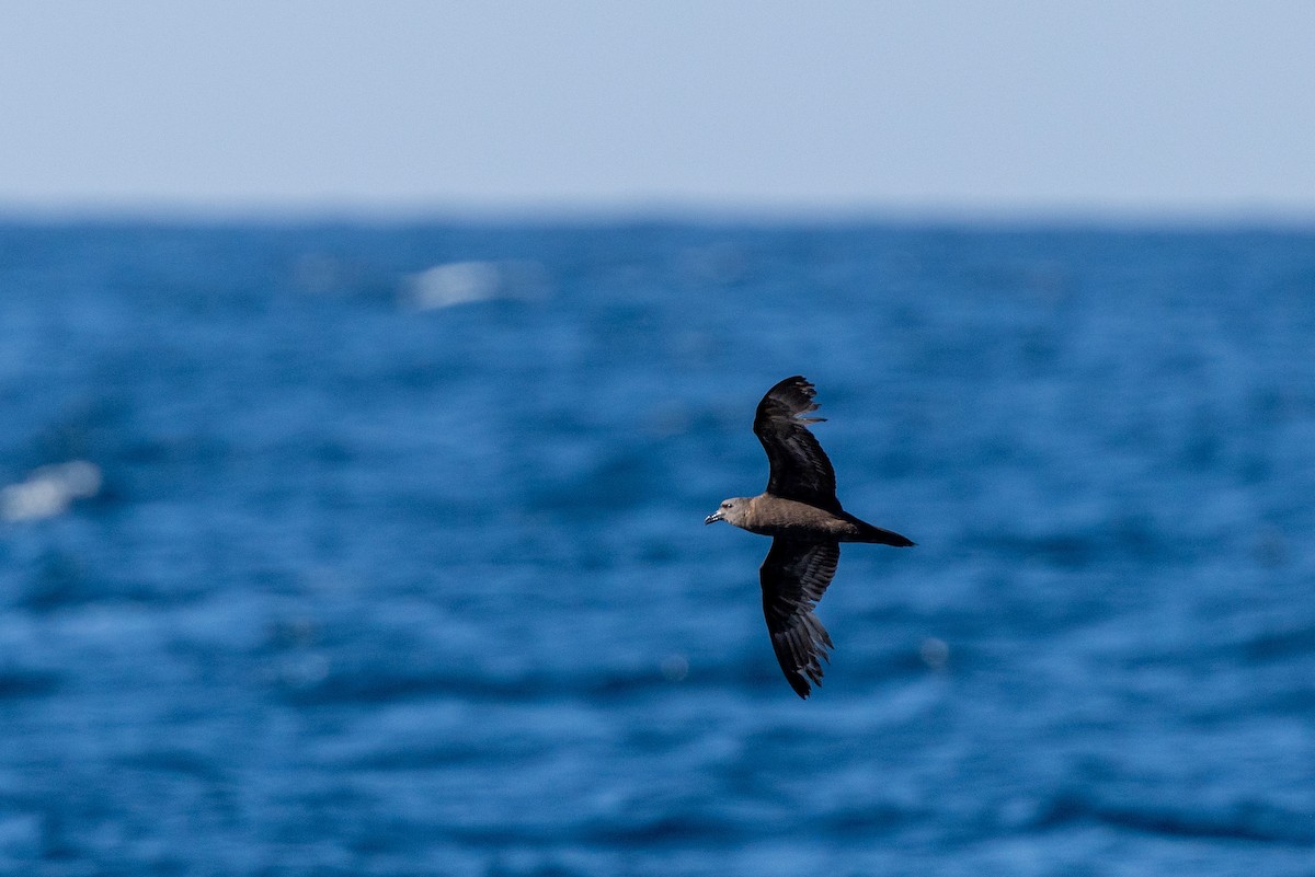 Персидский штормовик - ML646294509