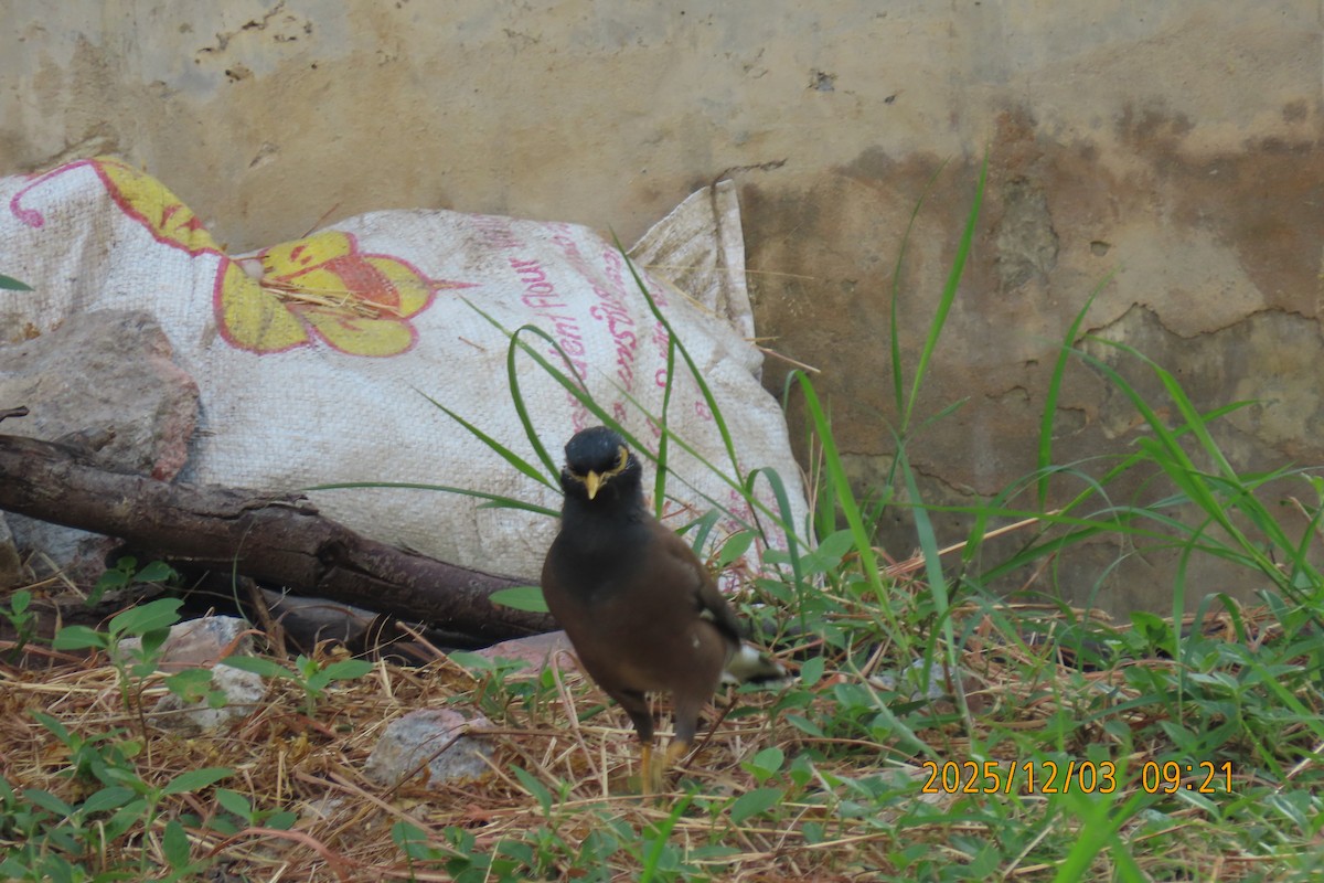 Майна - ML646294510