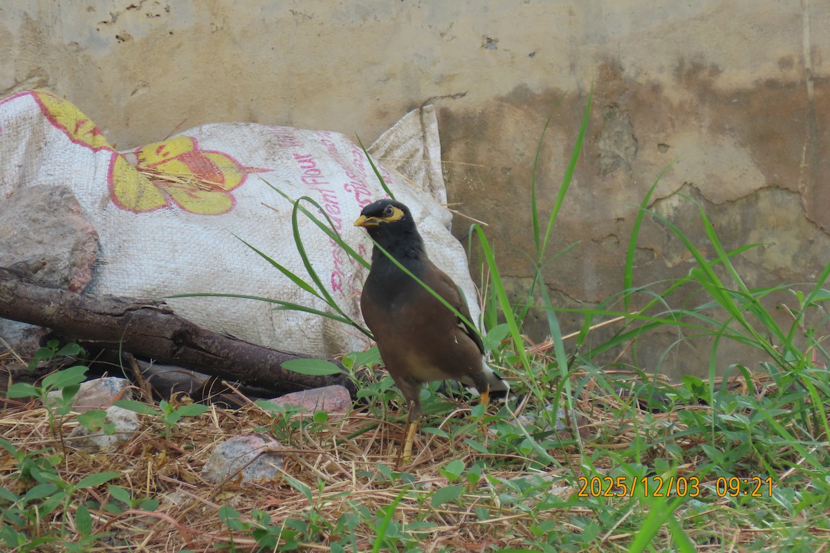 Майна - ML646294511