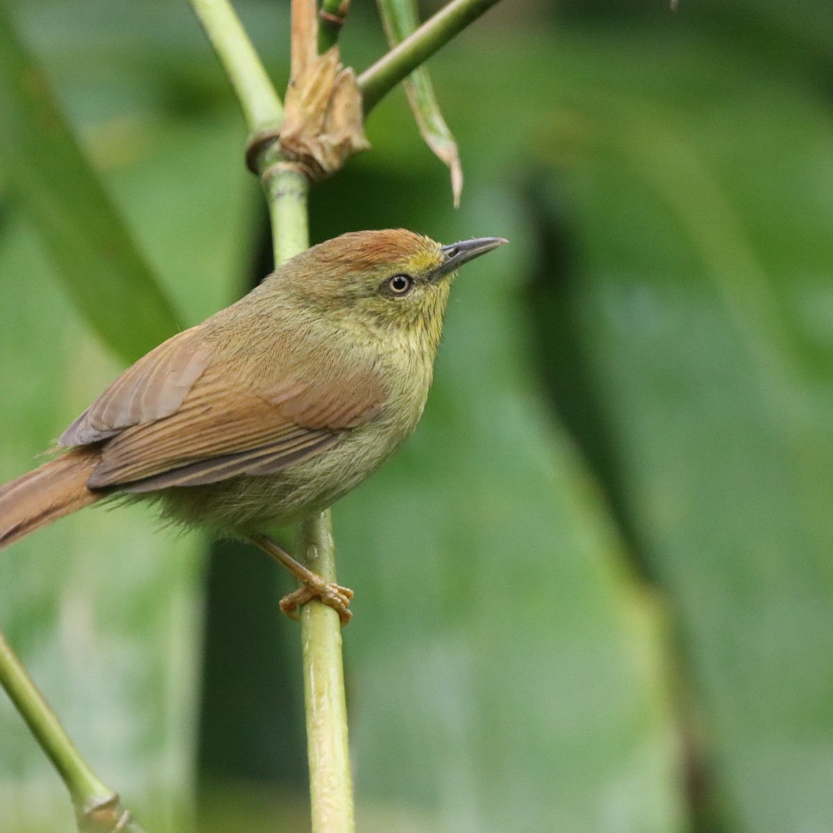 Желтогрудая тимелия - ML646294512