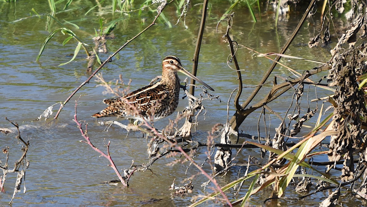 Бекас - ML646294513