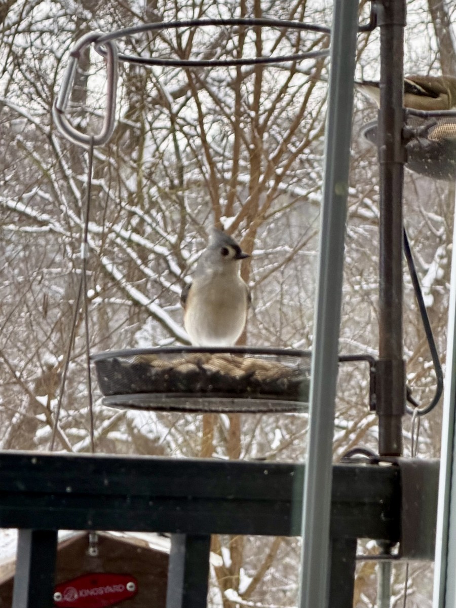 Американская гренадерка - ML646294514