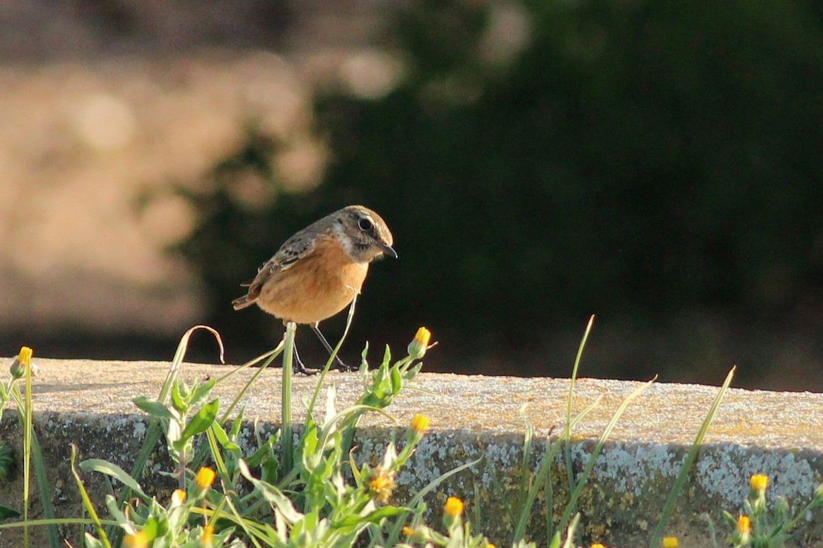 European Stonechat - ML646294515