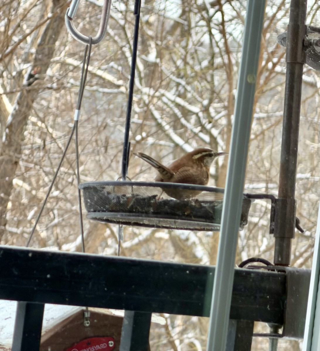 Каролинский крапивник - ML646294516