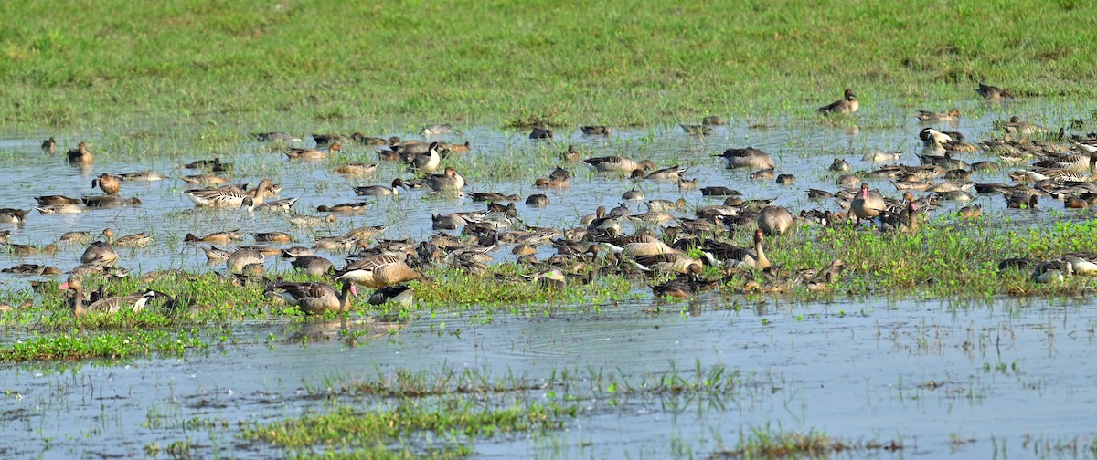 Northern Pintail - ML646294517