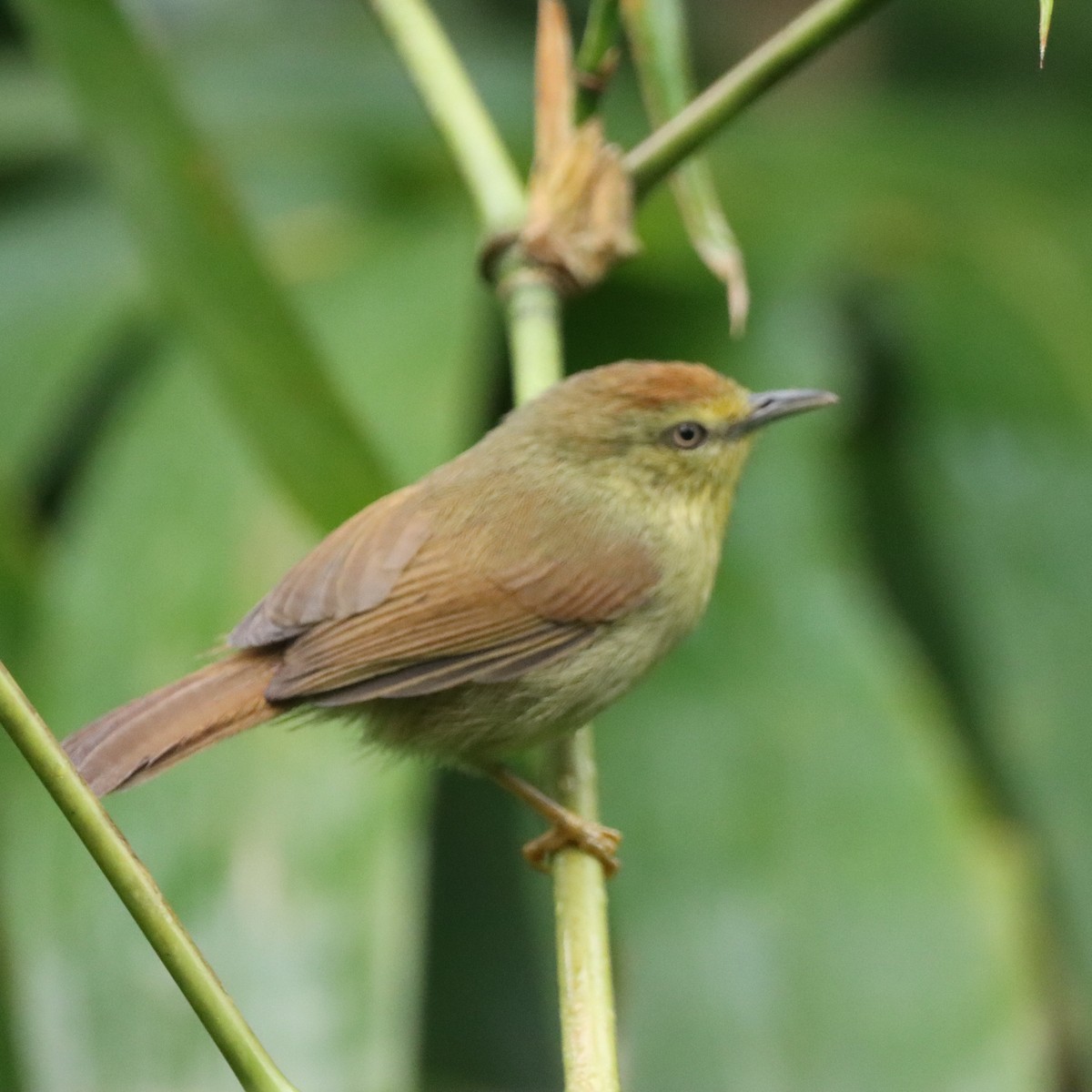 Timalí Goliestriado - ML646294518