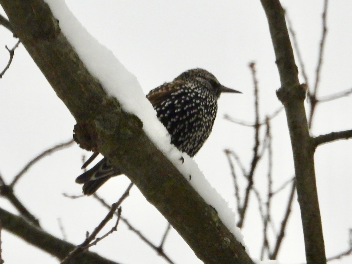 špaček obecný - ML646294519