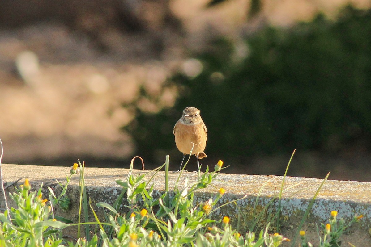 European Stonechat - ML646294520