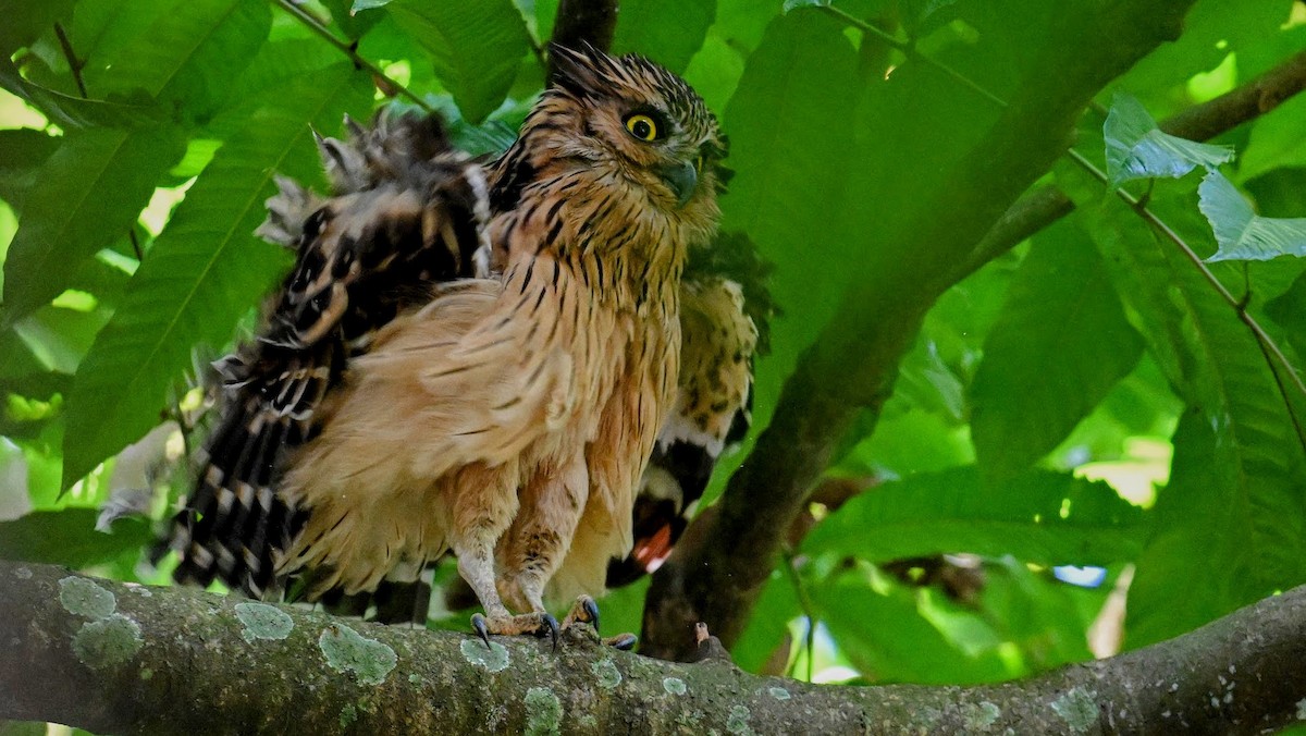 Buffy Fish-Owl - ML646294521