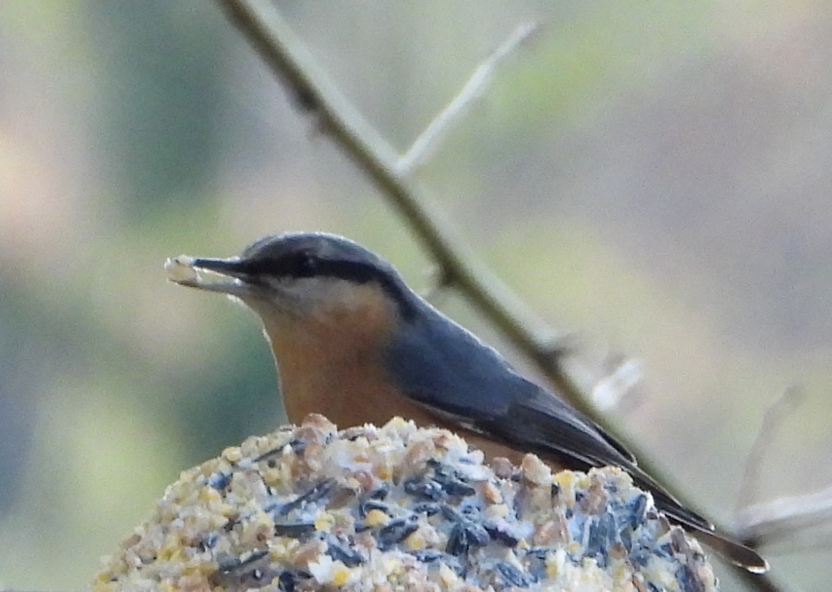 Eurasian Nuthatch - ML646294522