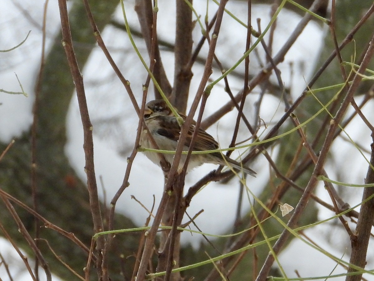 vrabec domácí - ML646294526