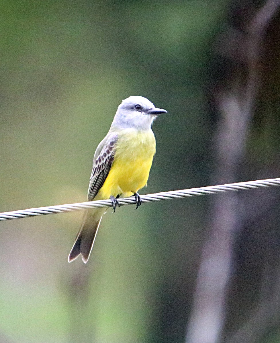 Tropical Kingbird - ML646294527